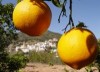 Comprar naranjas valencianas autenticas